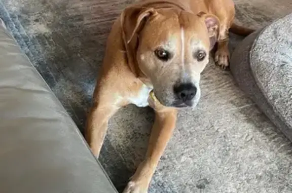 Lost Staffy Cross: Friendly 10-Year-Old Missing in Burleigh