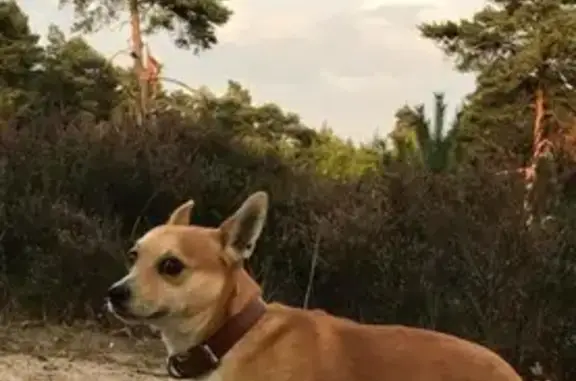 Help Find Milo: Missing Dog in Oxshott
