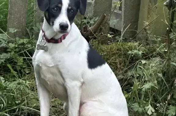 Lost Romanian Rescue: Timid Mixed Breed in Scotland