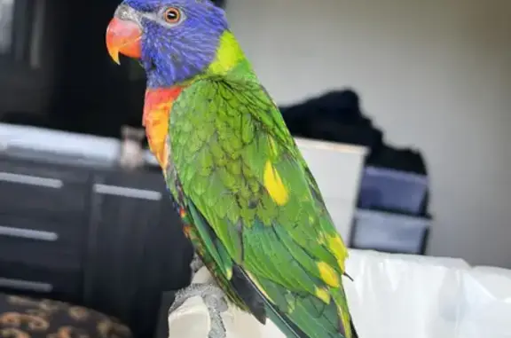 Lost Bird: Sunny, the Colorful Lorikeet, Flew Away