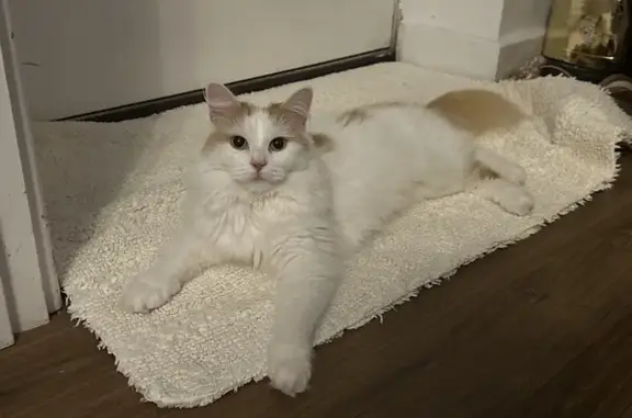 Lost Female Cat: White Fur, Ginger Accents | Hollybush Rd, 68