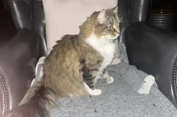 Lost Long Hair Tabby Cat: Male, Stirling Hill Road