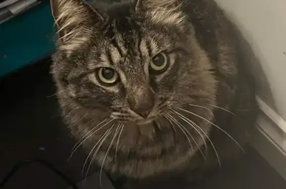 Lost: Tabby Male Cat, Long-Haired, Kidman Court