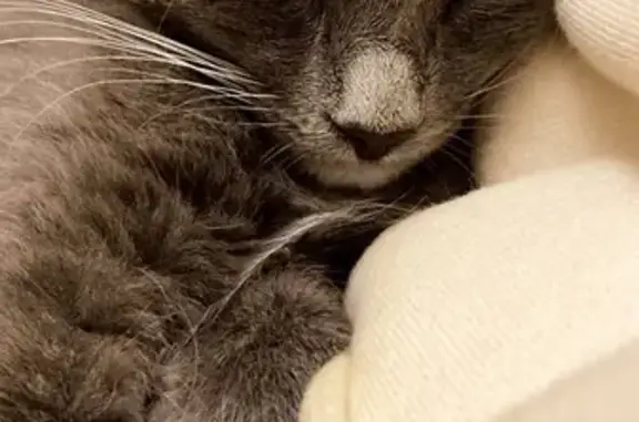 Lost Grey Domestic Cat - Female, Birdwood Terrace, Brisbane