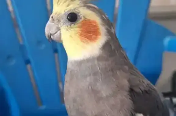 Missing: Grey Cockatiel with Yellow Head - Bass Court, Logan