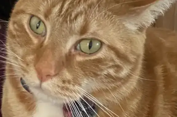 Lost Ginger Cat Nimbus: Help Find Him!