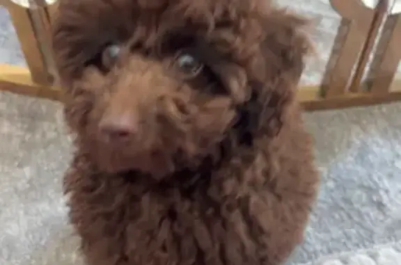 Help Find Coco: Missing Female Toy Poodle in Sydney