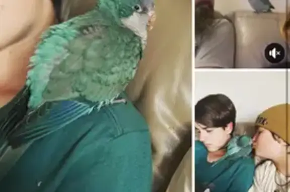 Teal Quaker Parrot Lost on Castle Road