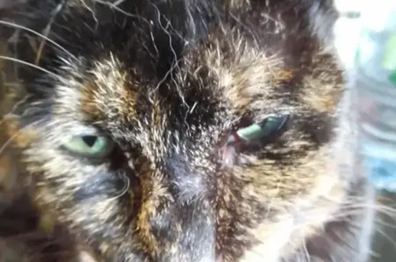 Lost: Small Tortoise Shell Cat, Annie Street