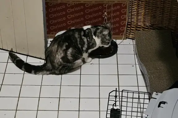 Anxious Indoor Cat Missing: Female White & Black Tabby