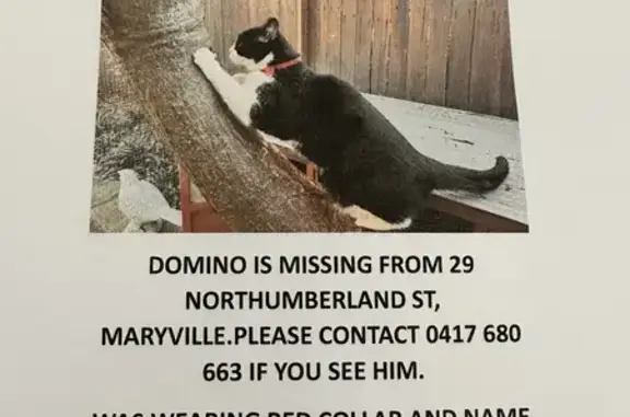 Lost Black & White British Shorthair: Help Find Missing Cat!