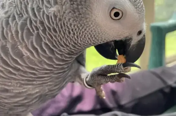 Lost African Grey: Friendly Male Bird - Call Daniel