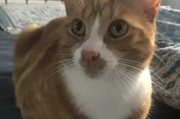 Lost Orange Cat: Help Find Our Missing Feline!