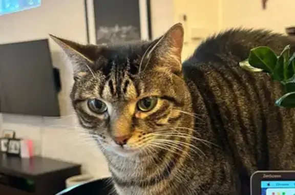 Help Find Charlie: Missing Friendly Tabby Cat!