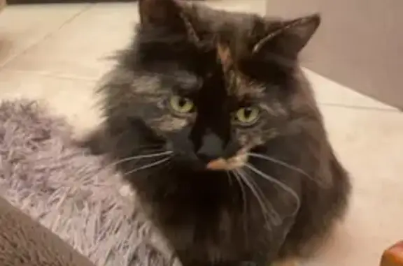 Lost: Long-Haired Black Female Cat, Beige Top Lip, Blue Collar