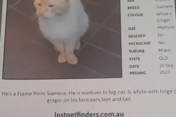 Missing cat , photo: Lost Flame Point Siamese Cat: Help Bring Sugar~Ray Home!