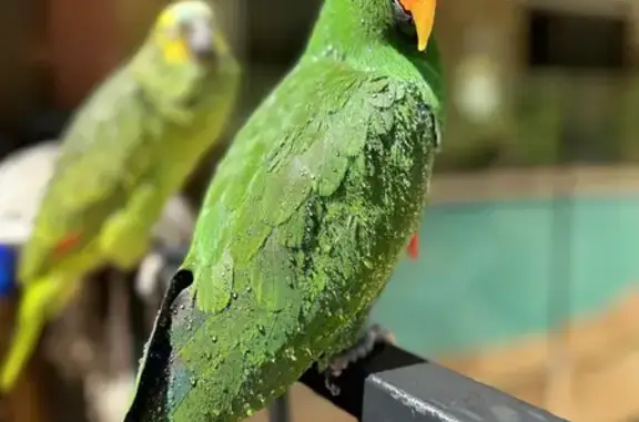 Help Find Oscar: Lost Male Eclectus Parrot