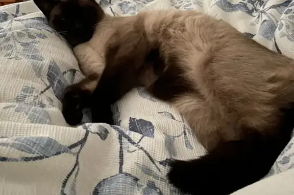 Frightened Siamese Cross: Help Find Missing Cat Kevin!