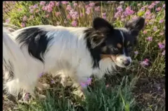 Lost Pappillion Dog: Black & White Male, Barbados Turn, Joondalup