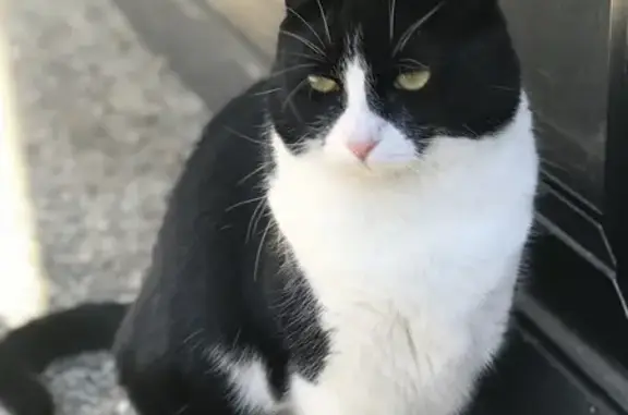 Lost: Shy Tuxedo Cat - Missing on Croke Road, Sydney