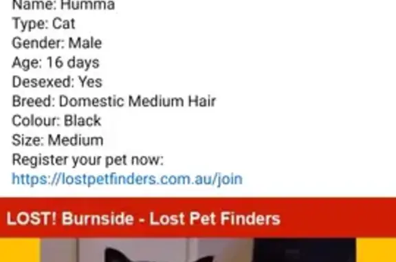 Lost Friendly Cat: Humma, Black & White, Trickey Avenue