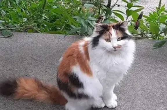 Lost: 3-Colored Female Cat Flees Kernot Crescent