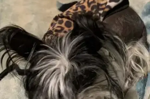 Lost Male Chinese Crested Dog: Isabella Plains