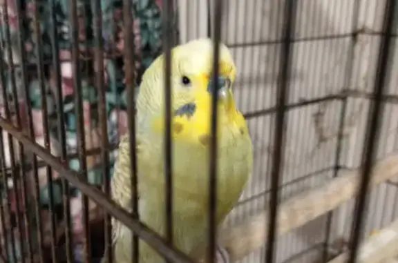 Found pets Burnie, photo: Tame Bird: Coffee & Chips Lover on Turnbull Avenue