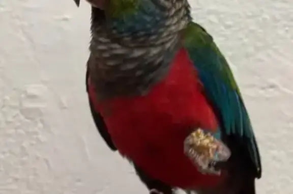 Missing Crimson Bellied Conure - Yishun Ring Road