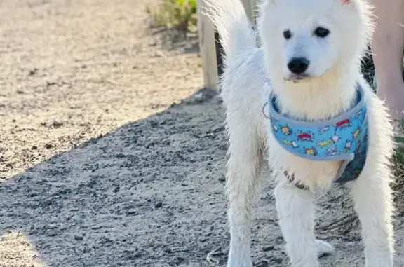 Lost: White Japanese Apitz Dog, Woy Woy Road