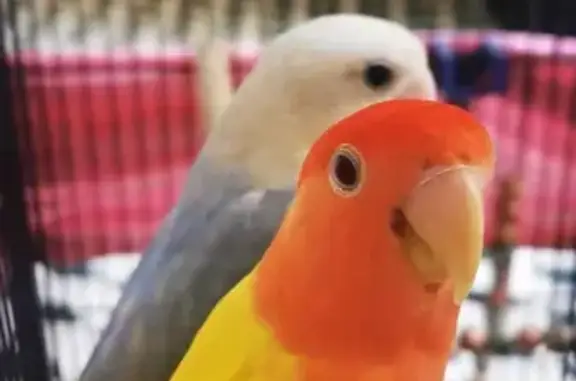 Lost Love Bird: Orange Head, Yellow Body