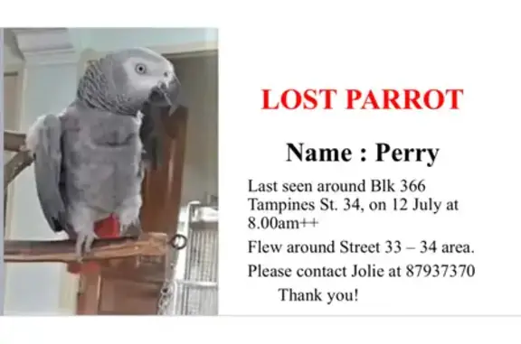 Lost African Grey Parrot in Tampines, Singapore