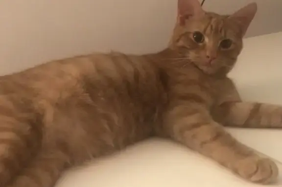 Lost Ginger Cat: Ed Sheeran, 7 months old