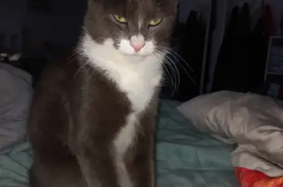 Lost Grey & White Cat: Skiddish & Missing near Doyalson