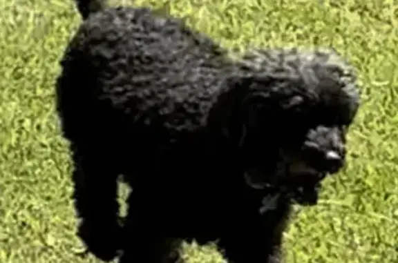 Lost Black Toy Poodle: Storm Lost - Hunter St, Brisbane