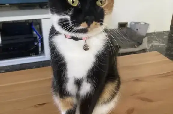 Lost Female Cat: Small, Multi-colored Fur. Injured and Missing on Edgeware Road, Sydney