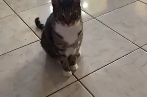 Lost Grey Tabby Cat in Penrith