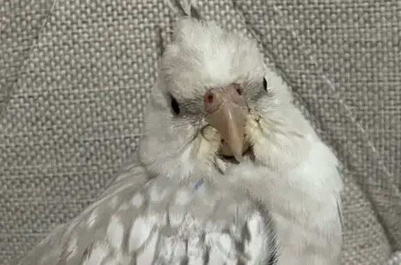 Lost Friendly Cockatiel: Chirpy & Potato Stick Lover