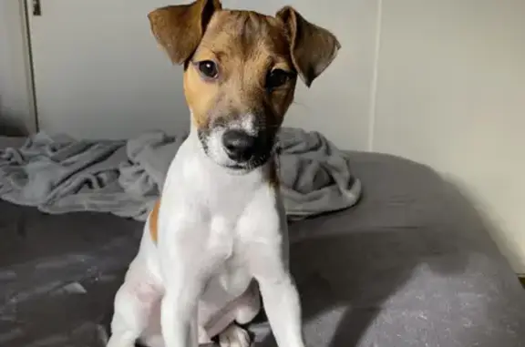 Lost Jack Russell Terrier: Brown & White, 5 Months Old