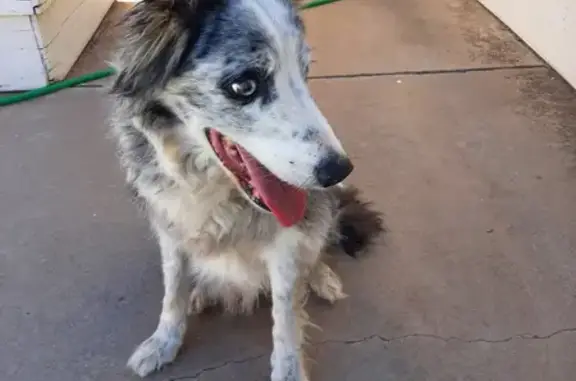 Found Collie Mix near 15th Ave...