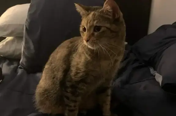 Lost Tabby Cat: Shy, Gentle, Missing Since Yesterday