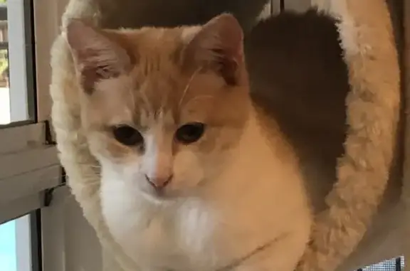 Help Find Georgia: Missing White & Ginger Cat