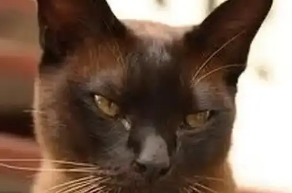 Lost Burmese Male Cat: Brown/Champagne, Microchipped