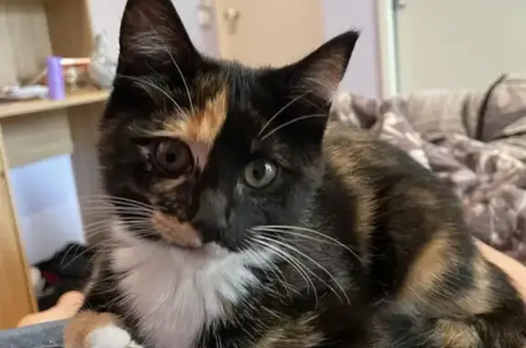 Lost Calico Cat: Black, Ginger, White Underbelly