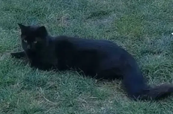 Help Find Our Missing Black Fluffy Cat!