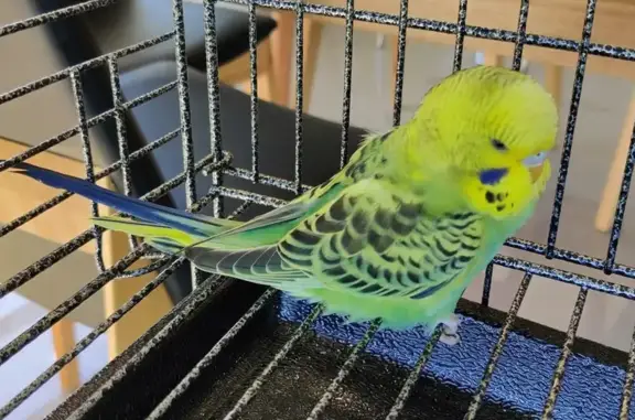 Lost Budgie: Green & Yellow Male, Tame, Launceston City