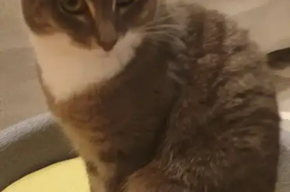 Lost Grey Tabby Cat in Sunburst Court