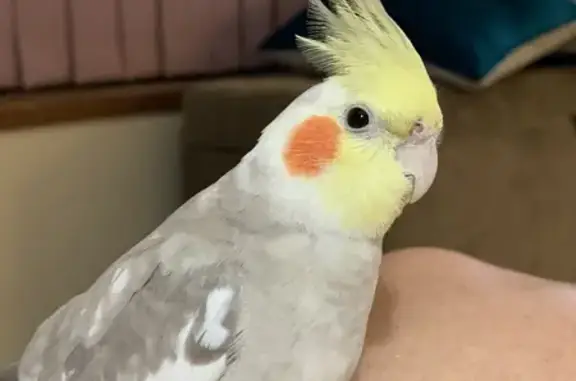 Lost Bird: Female Cockatiel 'Cinnamon' - Hillcrest