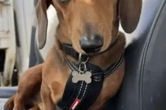 Lost Dachshund Larry: Injured or Lost?