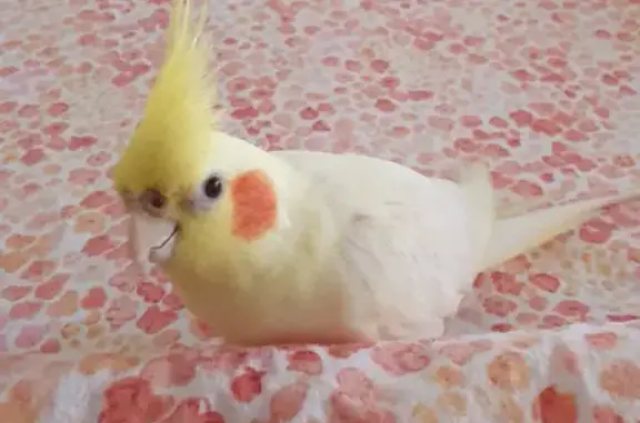 Lost female cockatiel: Devastated family in Chatsworth